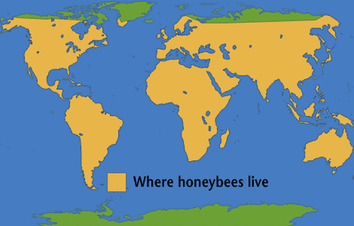 Where Do Honey Bees Live? - Miss T's Class Discovers!